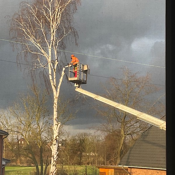 ein Mann in einem Kran beschneidet einen Baum